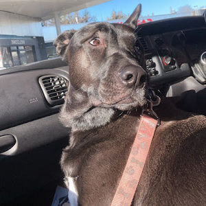 Meet your Posher, Leah